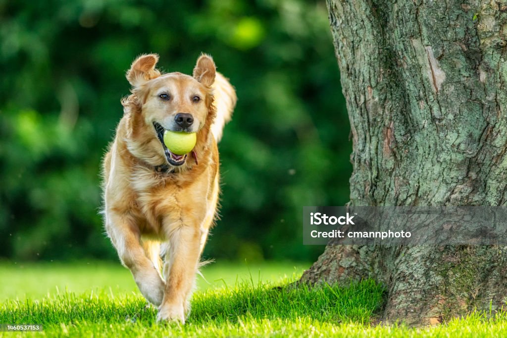 Dog with Ball